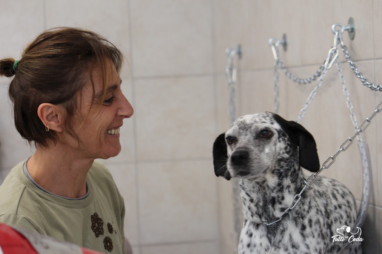 Toelettatura per cani a Palermo