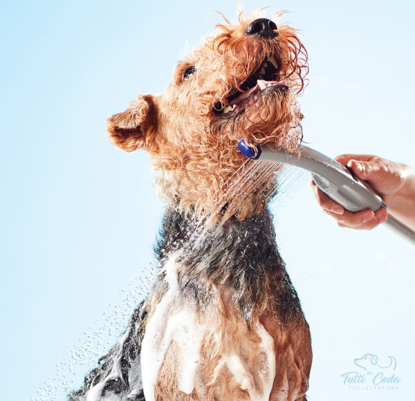 Bagno medicante - toelettatura cani Palermo